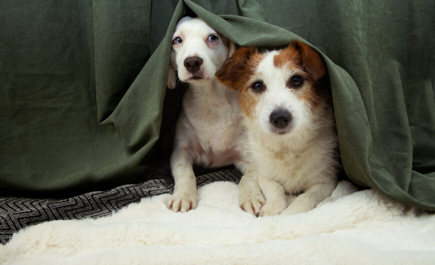 ¿Por qué los animales se asustan con la pirotecnia? Consejos para calmarlos estas navidades