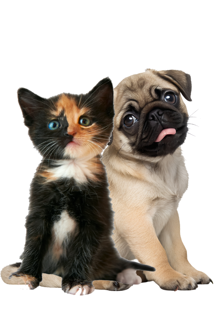 Primeros Cuidados Primeros Cuidados