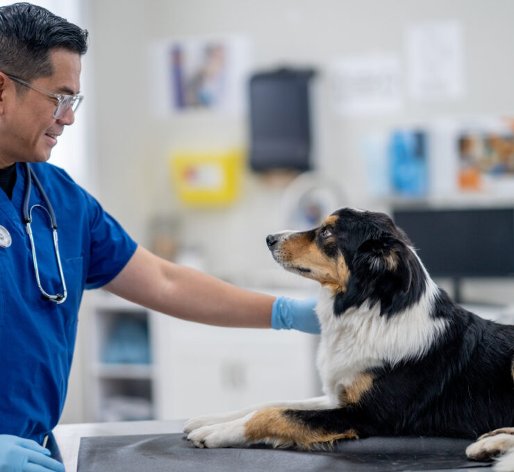 Hernia discal en perros: qué es, causas y tratamientos Hernia discal en perros: qué es, causas y tratamientos