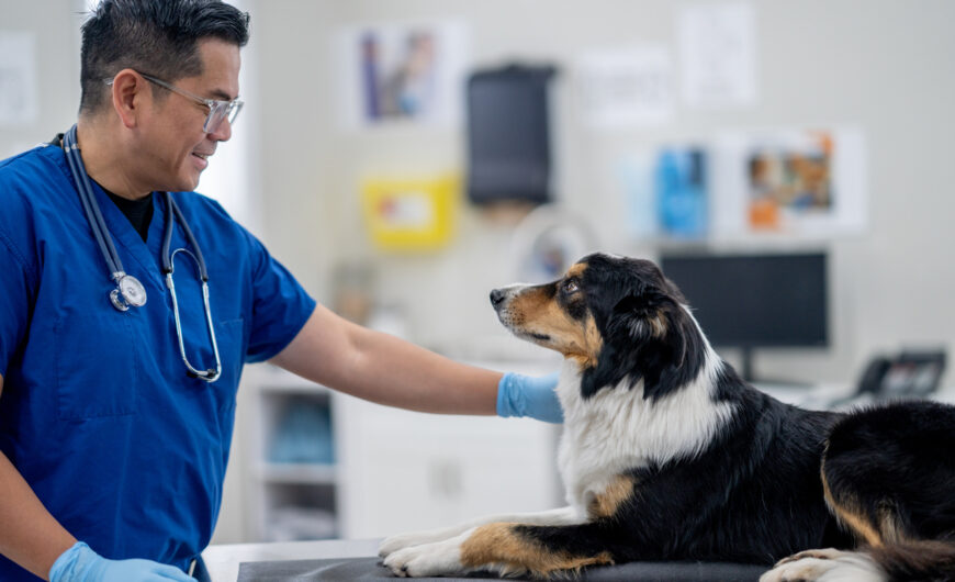 Hernia discal en perros: qué es, causas y tratamientos