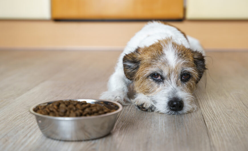 ¿Cómo detectar el dolor abdominal en perros y qué causas tiene?