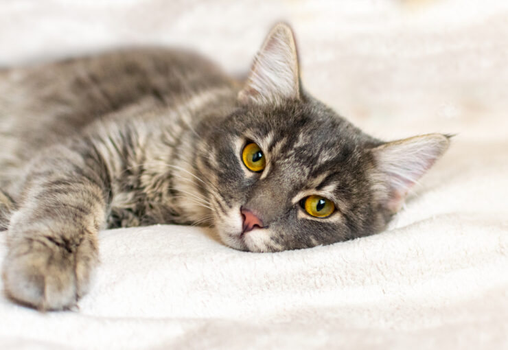 Cómo cortar los vómitos en gatos: causas y tratamientos