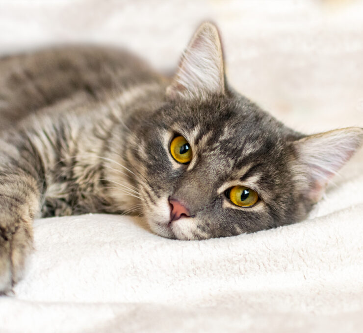 Cómo cortar los vómitos en gatos: causas y tratamientos Cómo cortar los vómitos en gatos: causas y tratamientos