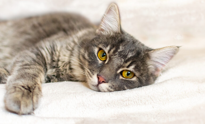 Cómo cortar los vómitos en gatos: causas y tratamientos