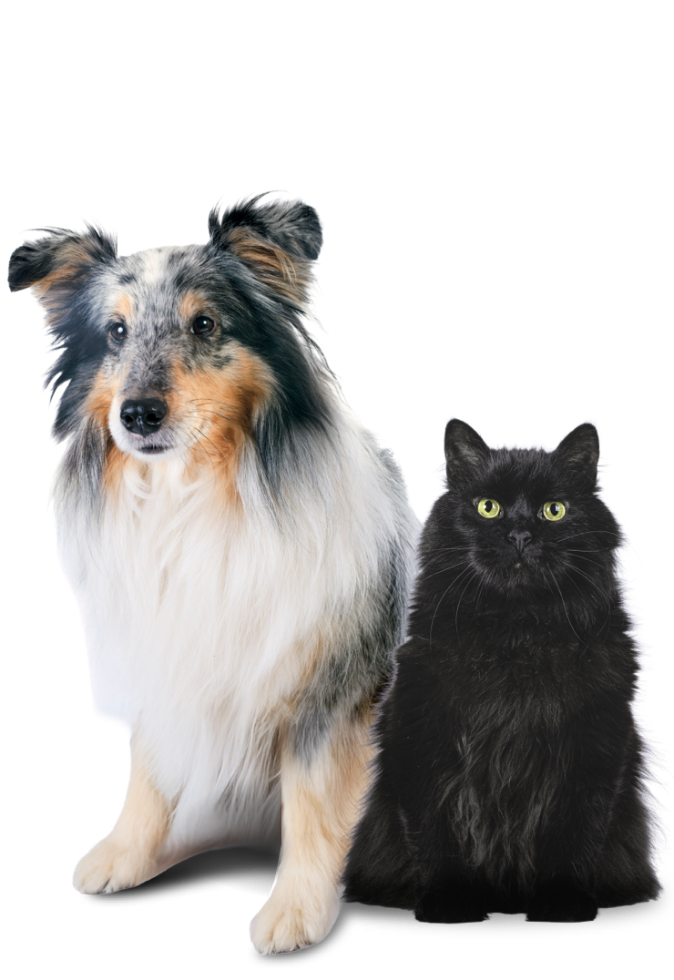 Bienestar Senior Bienestar Senior