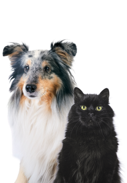 Bienestar Senior Bienestar Senior