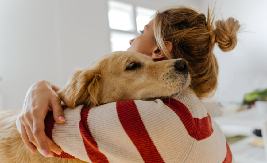 ¿Cómo se cura la orquitis testicular en perros y cuáles son sus causas?