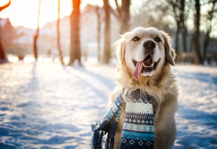 ¿Cómo proteger a un perro del frío? Cuidados para el invierno