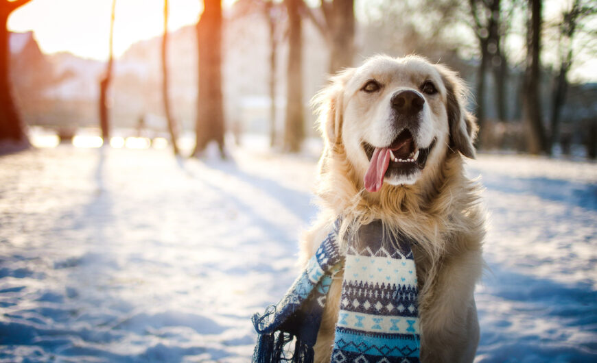 ¿Cómo proteger a un perro del frío? Cuidados para el invierno