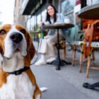 Ceguera en perros: causas, síntomas y tratamiento Ceguera en perros: causas, síntomas y tratamiento