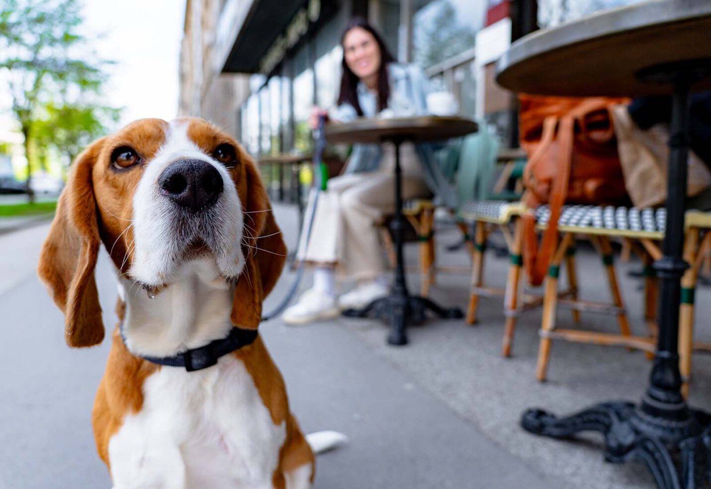 Ceguera en perros: causas, síntomas y tratamiento Ceguera en perros: causas, síntomas y tratamiento