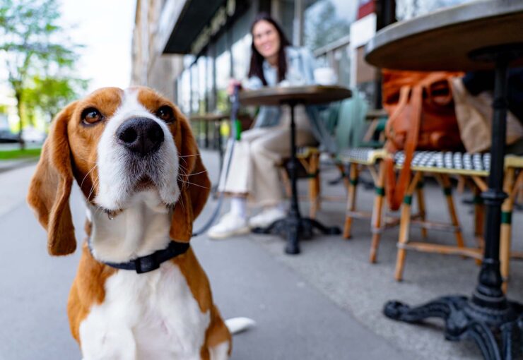 Ceguera en perros: causas, síntomas y tratamiento