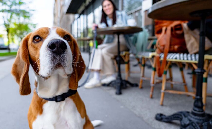 Ceguera en perros: causas, síntomas y tratamiento