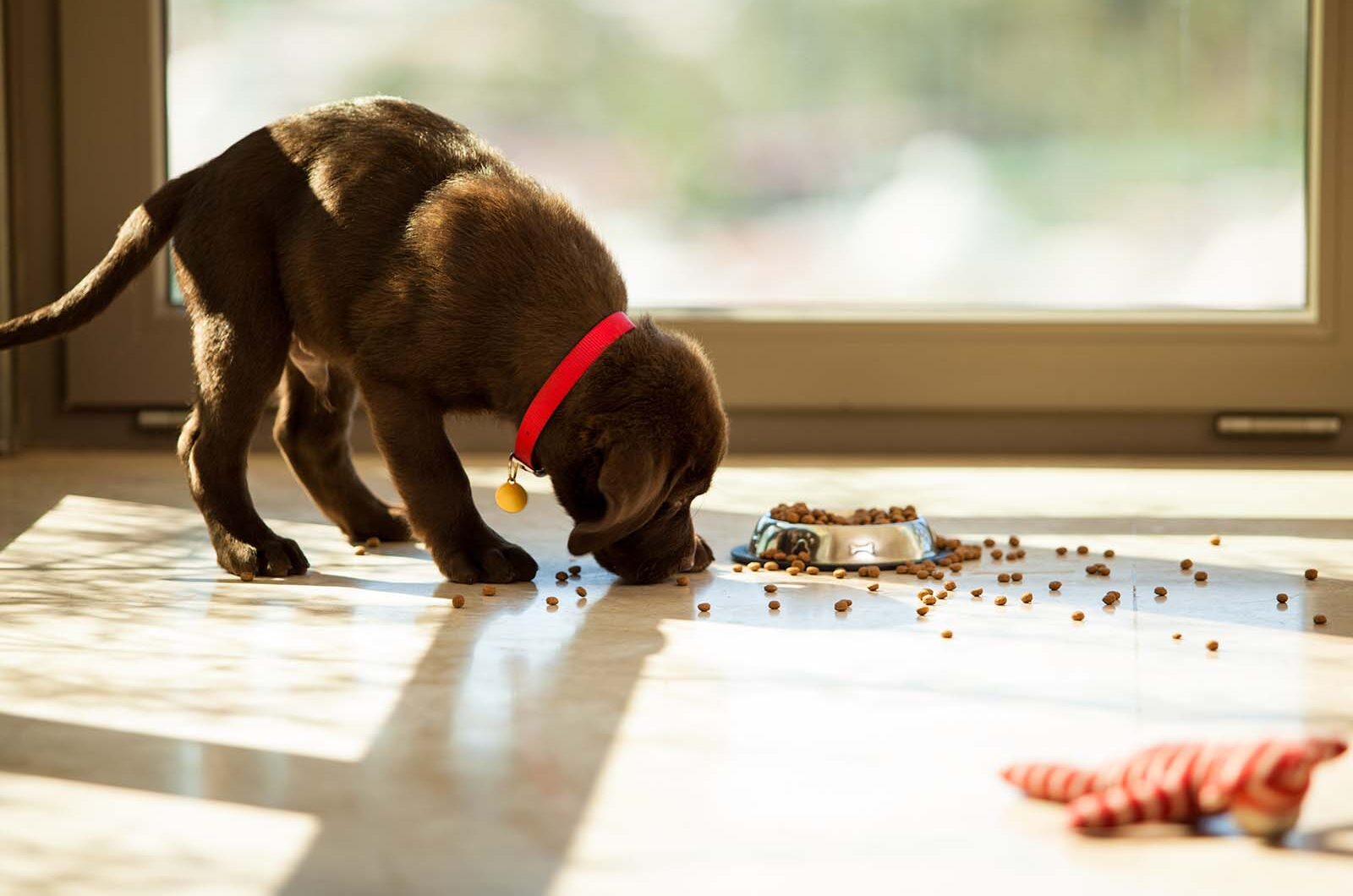 Comida para cachorros: tabla de porciones de alimentos para perros cachorros