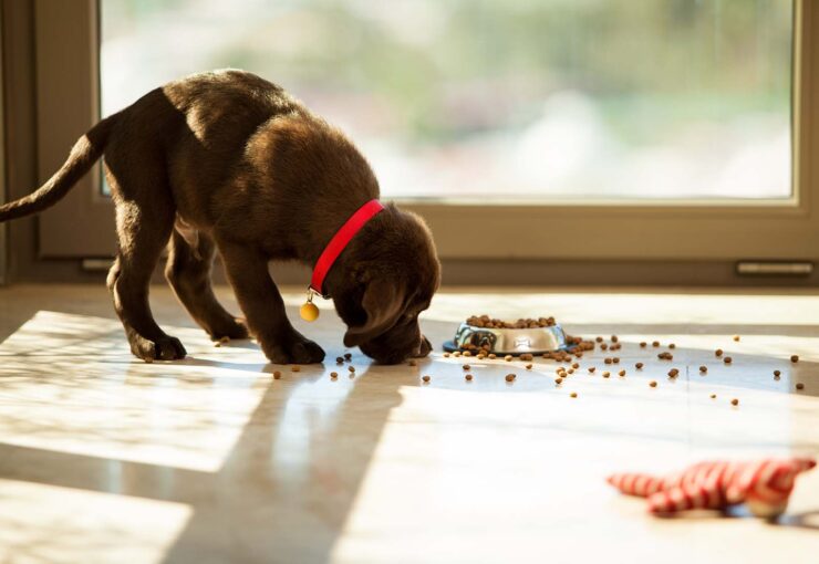 Comida para cachorros: tabla de porciones de alimentos para perros cachorros