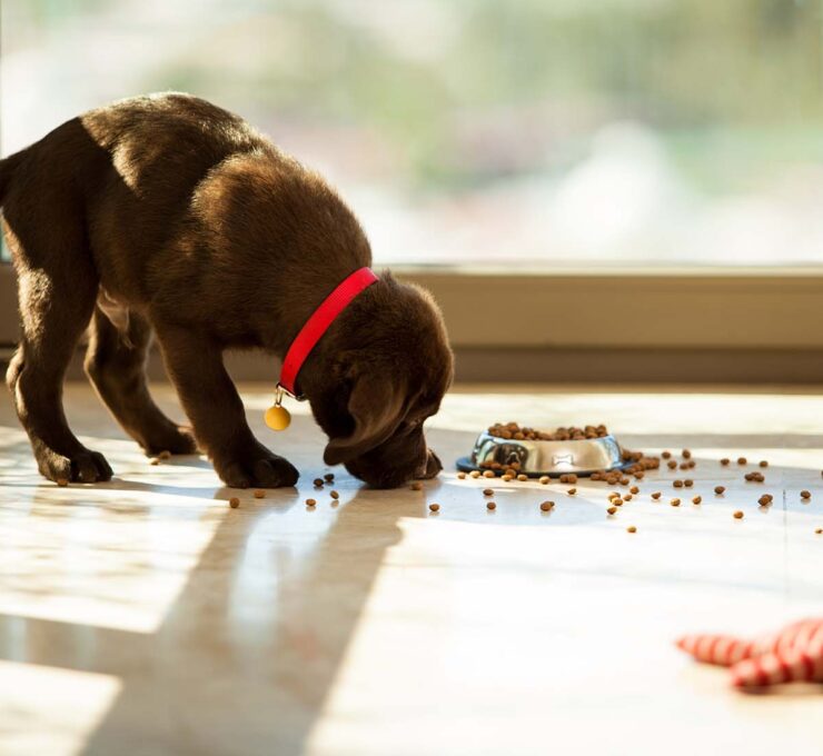 Comida para cachorros: tabla de porciones de alimentos para perros cachorros Comida para cachorros: tabla de porciones de alimentos para perros cachorros
