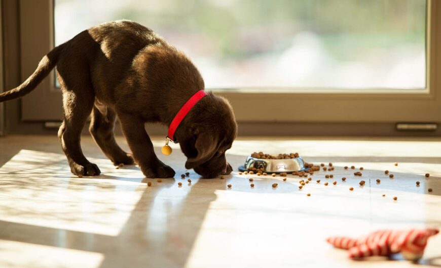 Comida para cachorros: tabla de porciones de alimentos para perros cachorros