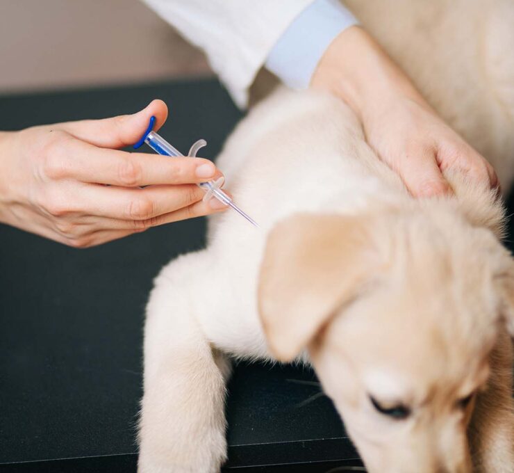 Primovacunación en perros: ¿qué debes saber sobre sus primeras vacunas? Primovacunación en perros: ¿qué debes saber sobre sus primeras vacunas?