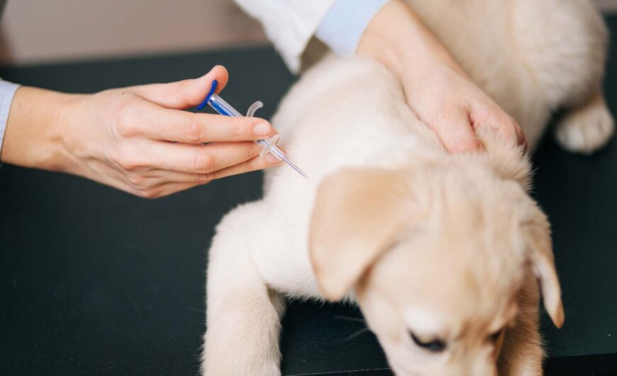 Primovacunación en perros: ¿qué debes saber sobre sus primeras vacunas?