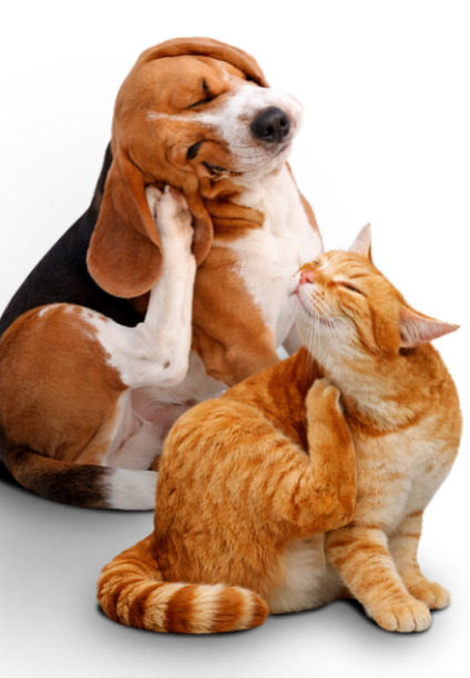 Campaña Parásitos Campaña Parásitos