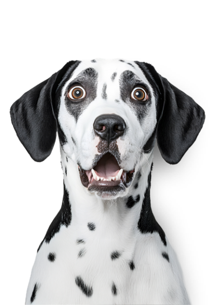 Campaña Leishmaniosis Campaña Leishmaniosis