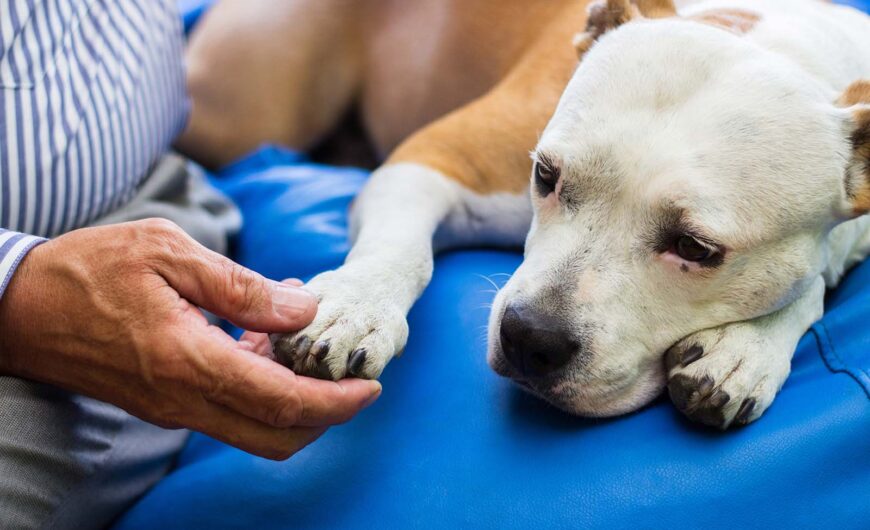 Cáncer en perros: síntomas, diagnóstico, tratamiento y cuidado