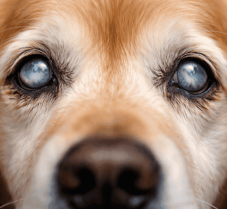 Cataratas en perros: síntomas, causas y tratamiento Cataratas en perros: síntomas, causas y tratamiento