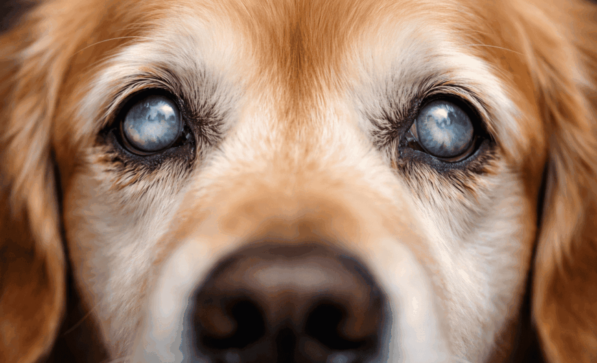 Cataratas en perros: síntomas, causas y tratamiento