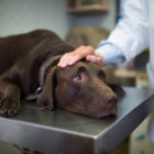 Parásitos en perros: tipos y tratamiento Parásitos en perros: tipos y tratamiento