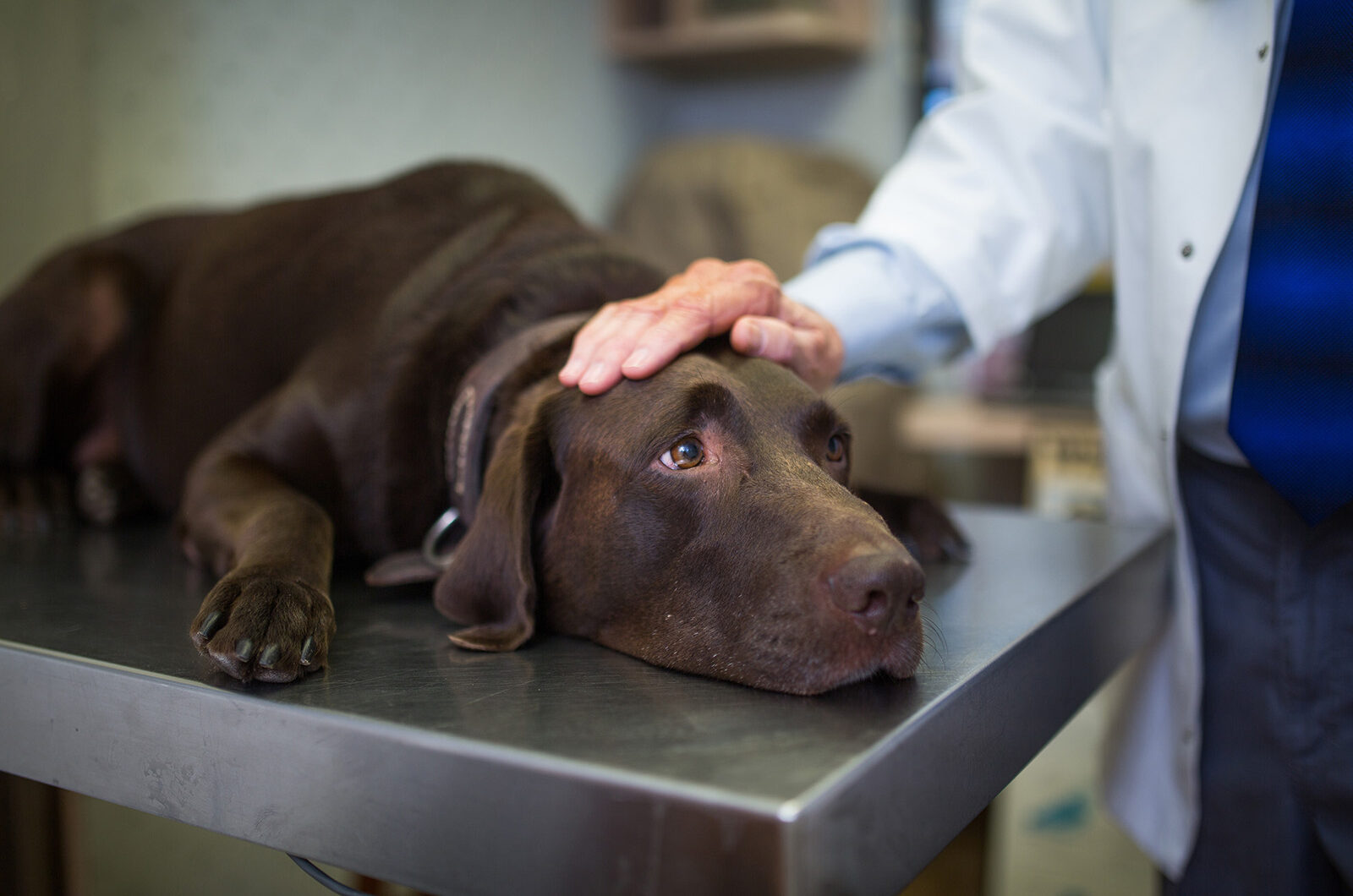 Parásitos en perros: tipos y tratamiento