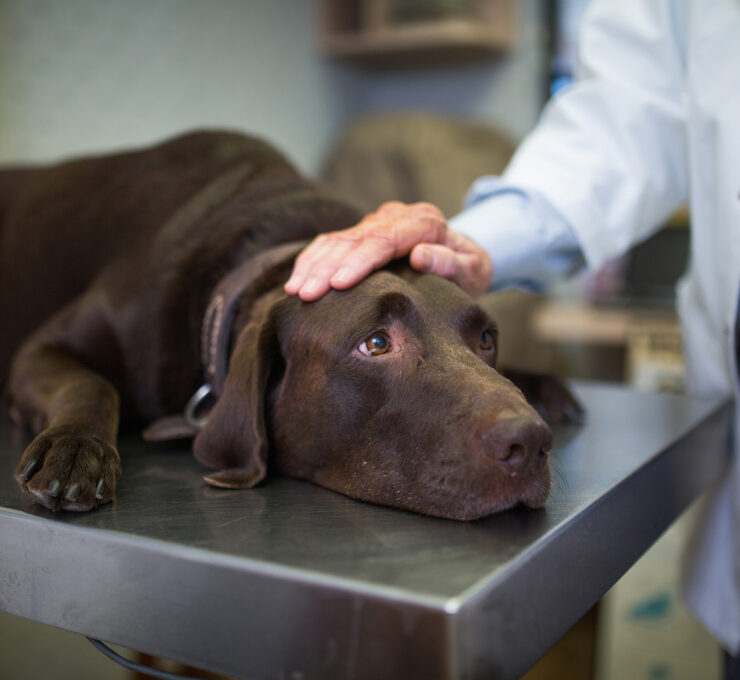 Parásitos en perros: tipos y tratamiento Parásitos en perros: tipos y tratamiento