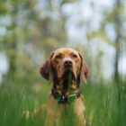 ¿Qué es la filariosis en perros y cómo se transmite? ¿Qué es la filariosis en perros y cómo se transmite?