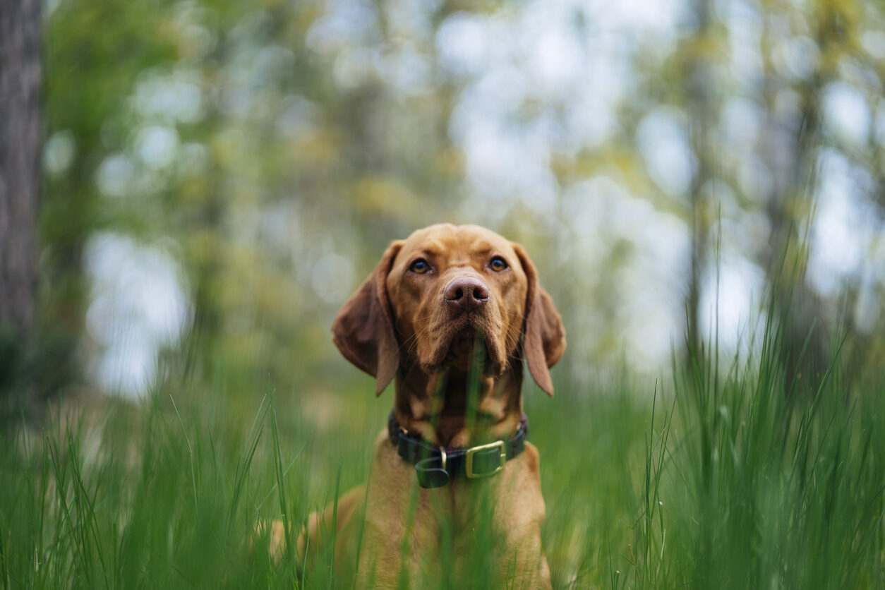 ¿Qué es la filariosis en perros y cómo se transmite?