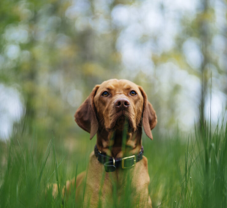 ¿Qué es la filariosis en perros y cómo se transmite? ¿Qué es la filariosis en perros y cómo se transmite?