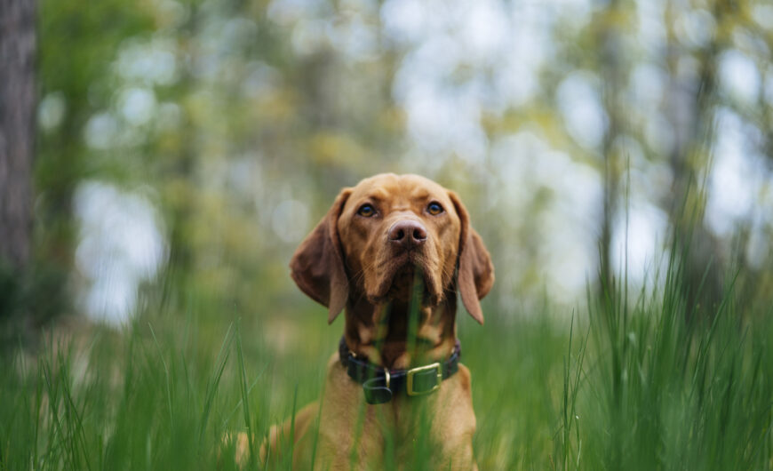 ¿Qué es la filariosis en perros y cómo se transmite?