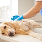 Piómetra en perros: qué es, síntomas, causas y tratamiento Piómetra en perros: qué es, síntomas, causas y tratamiento