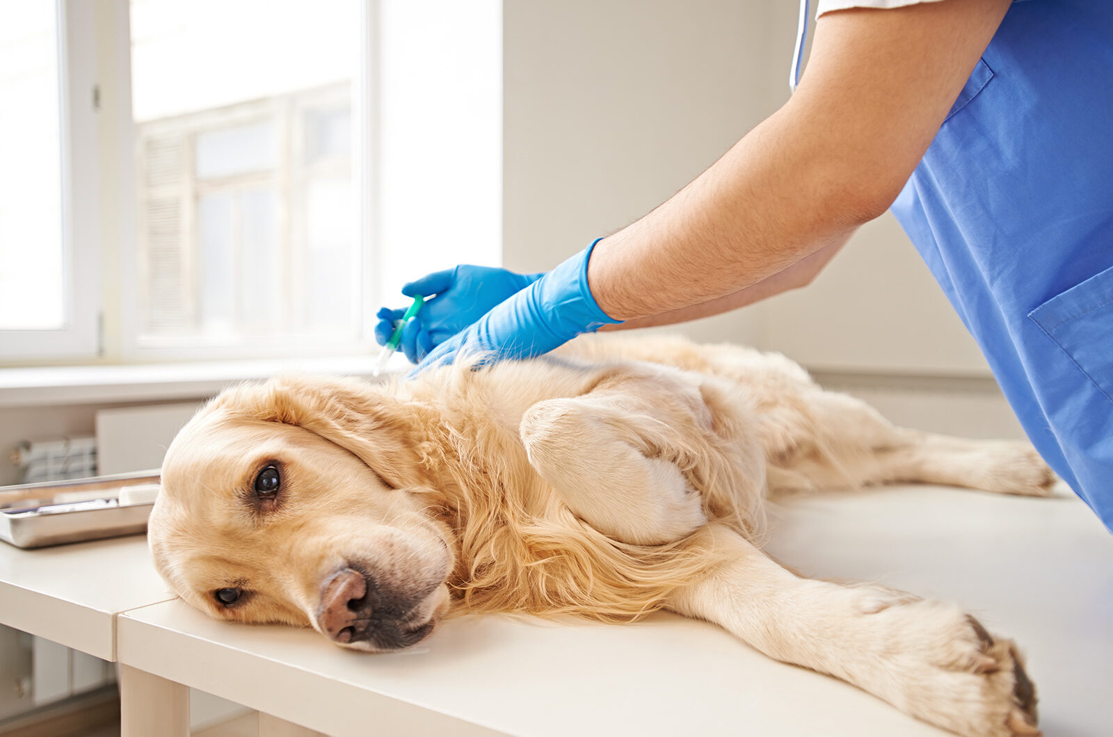 Piómetra en perros: qué es, síntomas, causas y tratamiento