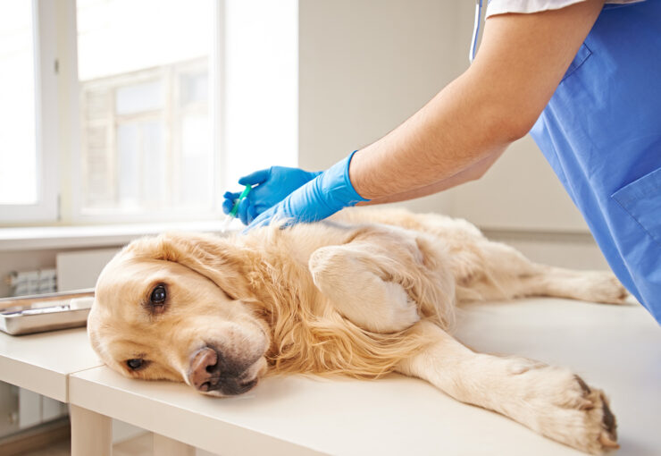 Piómetra en perros: qué es, síntomas, causas y tratamiento