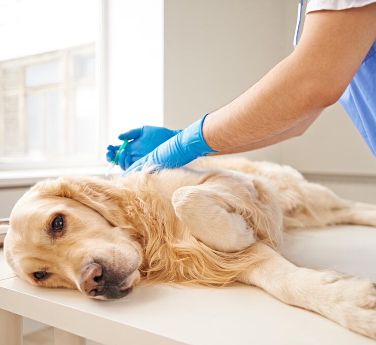 Piómetra en perros: qué es, síntomas, causas y tratamiento Piómetra en perros: qué es, síntomas, causas y tratamiento