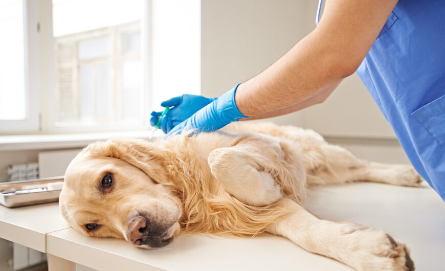 Piómetra en perros: qué es, síntomas, causas y tratamiento