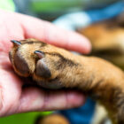 Pioderma en perros: causas, síntomas y tratamiento Pioderma en perros: causas, síntomas y tratamiento