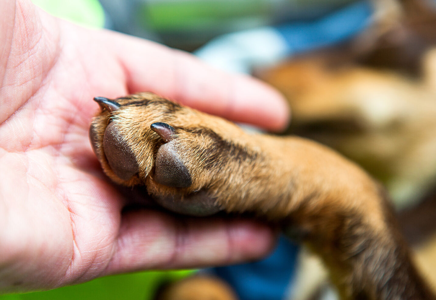Pioderma en perros: causas, síntomas y tratamiento Pioderma en perros: causas, síntomas y tratamiento