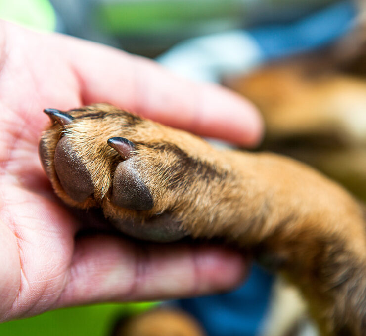 Pioderma en perros: causas, síntomas y tratamiento Pioderma en perros: causas, síntomas y tratamiento