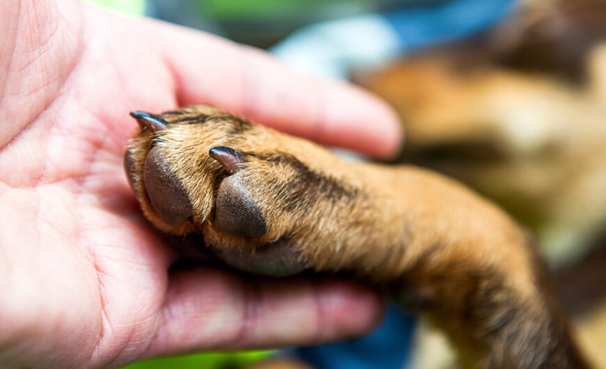 Pioderma en perros: causas, síntomas y tratamiento