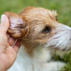Remedios caseros para la otitis en perros Remedios caseros para la otitis en perros