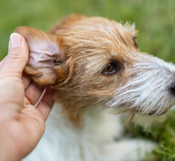 Remedios caseros para la otitis en perros Remedios caseros para la otitis en perros