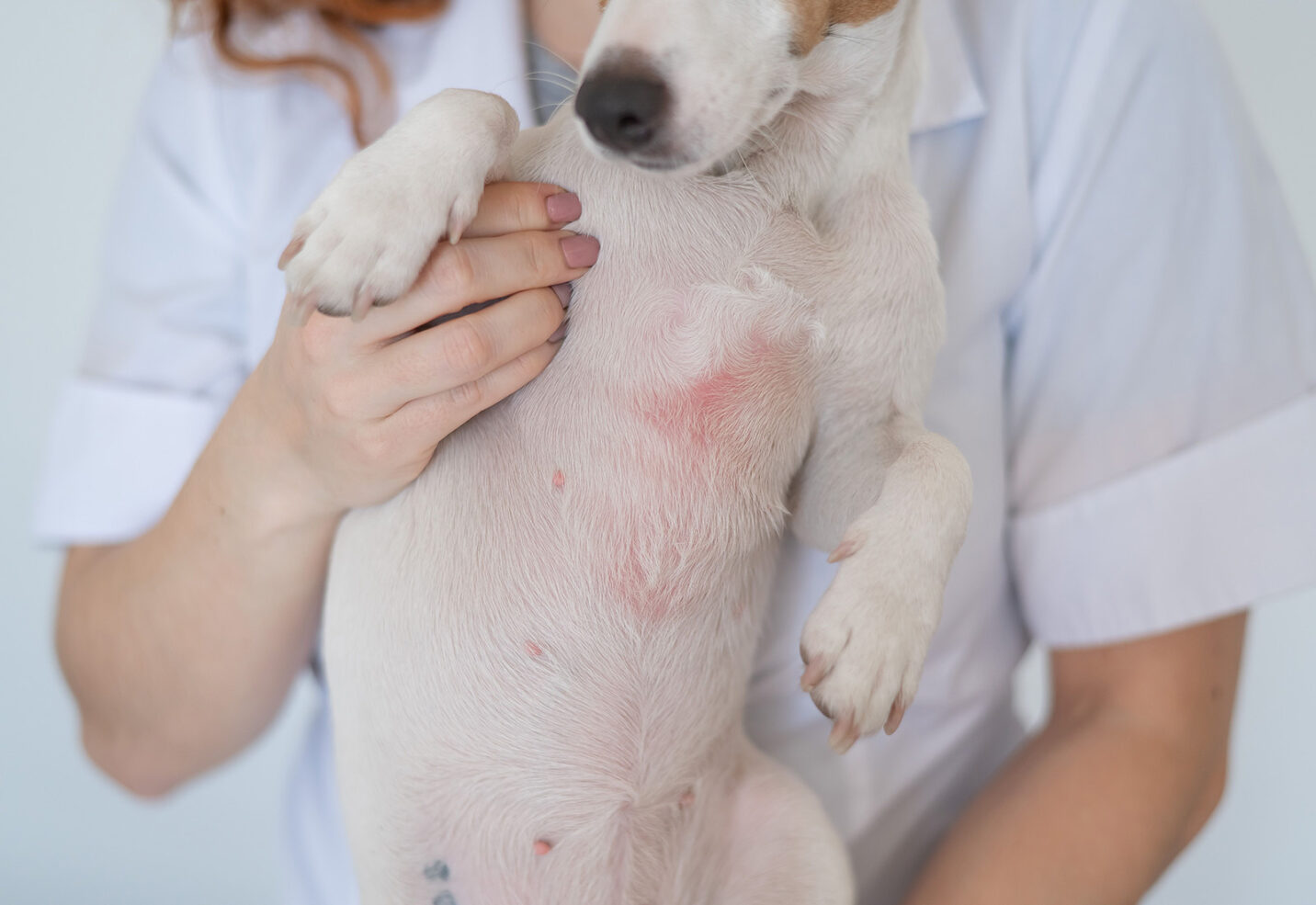 Dermatitis en perros: tipos, síntomas y tratamiento Dermatitis en perros: tipos, síntomas y tratamiento