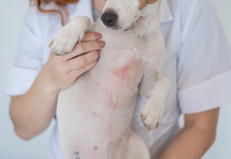 Dermatitis en perros: tipos, síntomas y tratamiento