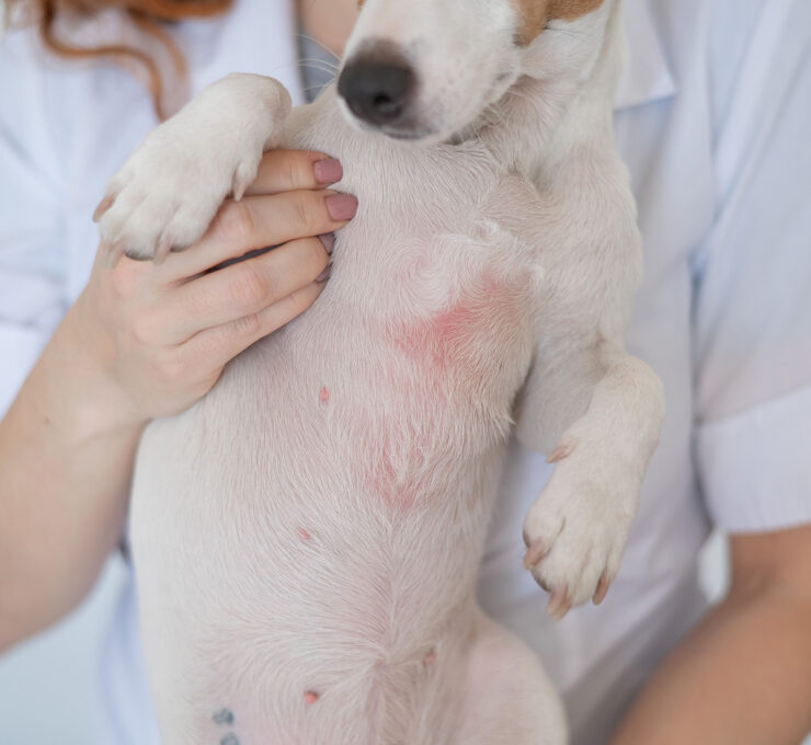 Dermatitis en perros: tipos, síntomas y tratamiento Dermatitis en perros: tipos, síntomas y tratamiento