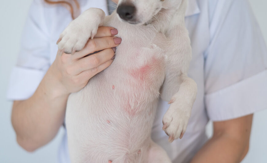 Dermatitis en perros: tipos, síntomas y tratamiento